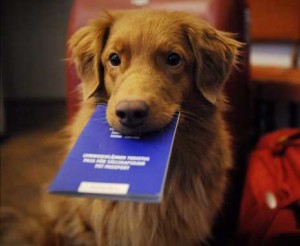 passaporto-cane